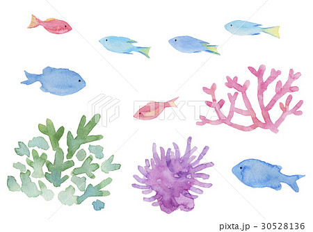 熱帯魚 珊瑚 イソギンチャク 水彩イラストのイラスト素材