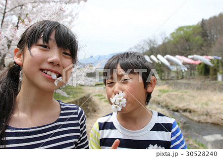 兄弟　春　桜 30528240