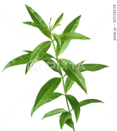 レモンバーベナ 切抜き#05 30528248