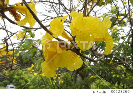 イペーの花 30528266