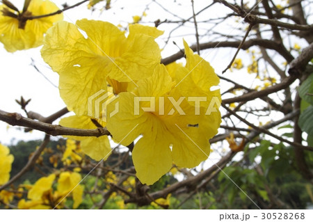 イペーの花 30528268