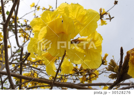 イペーの花 30528276