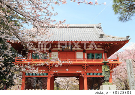 寺　仁王門と桜 30528301