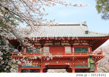 寺　仁王門と桜 30528302