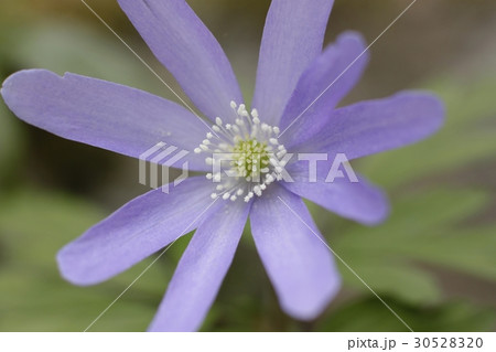 キクザキイチゲ2 キクザキイチゲ2 30528320