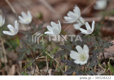 キクザキイチゲ4 キクザキイチゲ4 30528322