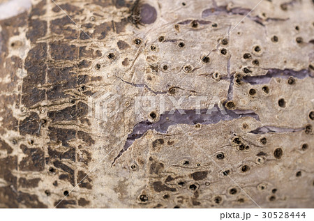 田芋のアップ 30528444