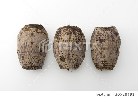 田芋 田芋 30528491