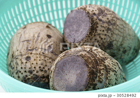 田芋 田芋 30528492