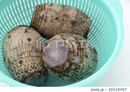 田芋 田芋 30528497