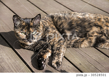 ハイエナみたいな個性的な猫 ハイエナみたいな個性的な猫 30528501