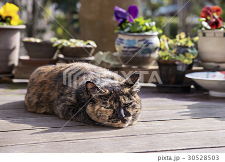 ハイエナみたいな個性的な猫 ハイエナみたいな個性的な猫 30528503