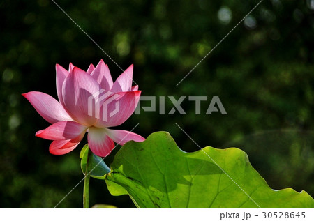 植物 工場 プランツ 30528645