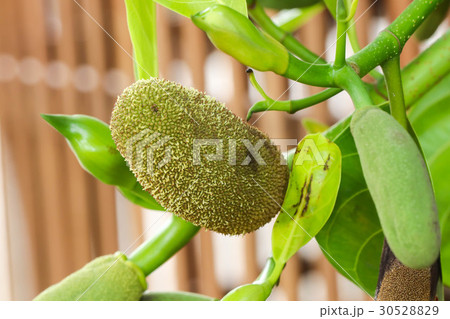 Closeup of Green Baby Jackfruit on the tree 30528829
