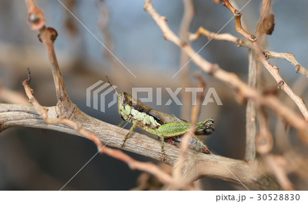 Closeup of Green Grasshopper on the green grass 30528830