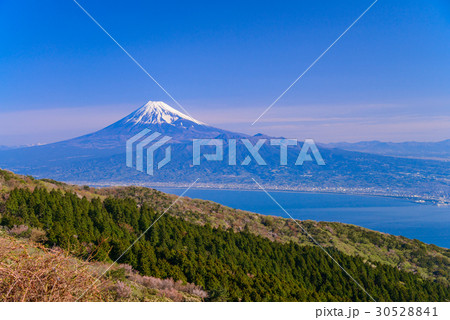 【静岡県】マメザクラ咲く伊豆の金冠山から富士山 30528841