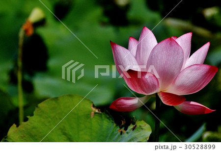 植物 工場 プランツ 30528899