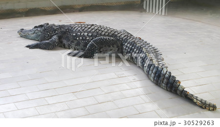 big crocodile on the floor in the zoo for show 30529263