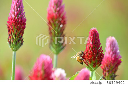 ストロベリーキャンドル 30529402