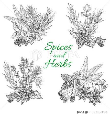 Vector sketch poster of spices and herb seasonings 30529408