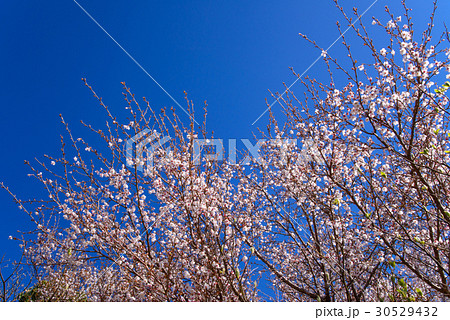 【静岡県】伊豆のマメザクラ 30529432