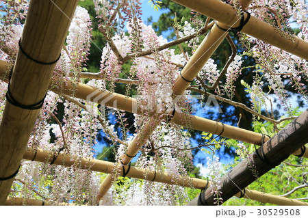 フジの花 30529508