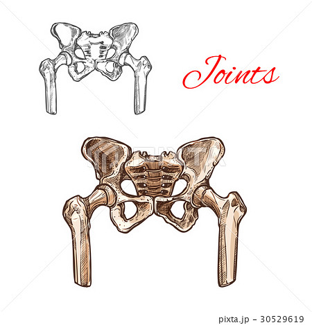 Vector sketch icon of human pelvis bones or joints Vector sketch icon of human pelvis bones or joints 30529619