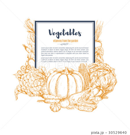 Vector sketch vegetables and veggies poster 30529640