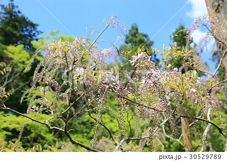 フジの花 フジの花 30529789