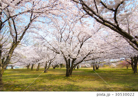 逆輸入 新潟県新発田市 加治川治水記念公園の桜の写真素材 [30530022 絵葉書