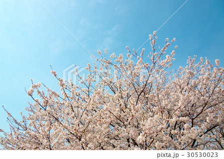 新潟県新発田市 加治川堤の桜 30530023