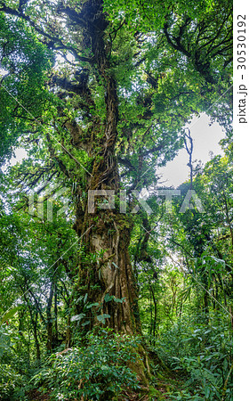 Panoramic view of entire tree in the forest 30530192