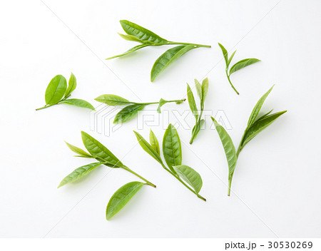 茶葉 の新芽 30530269