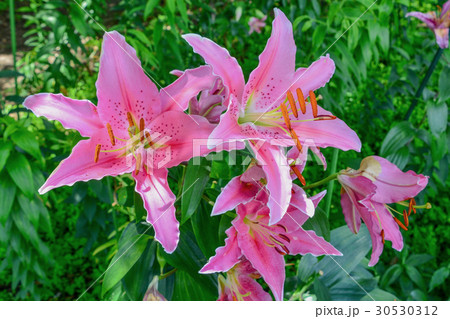 函館山ユリ園 函館山ユリ園 30530312
