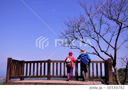 桜 さくら サクラ 30530762