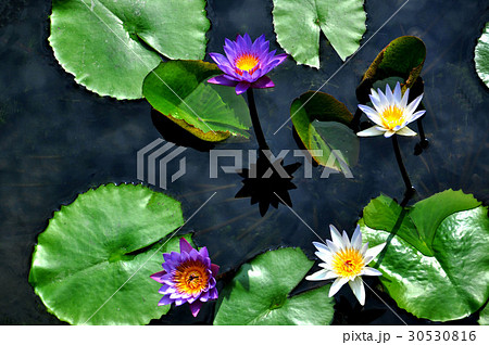 睡蓮 スイレン 水連 30530816