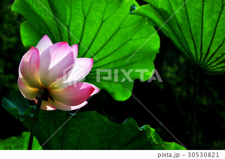 睡蓮 スイレン 水連 30530821