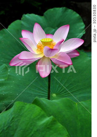 睡蓮 スイレン 水連 30530830