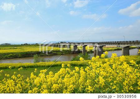 春の乙女橋 春の乙女橋 30530956
