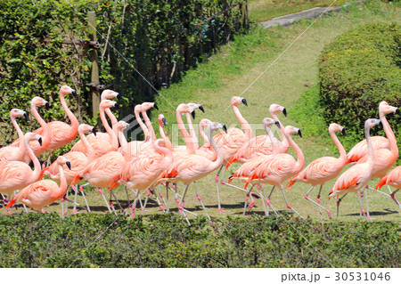 Flamingo Show Stock Photo Flamingo Show Stock Photo