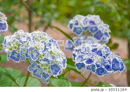 紫陽花「モナリザ」 30531164