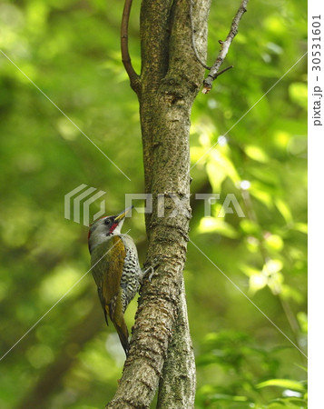 アオゲラ 30531601