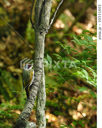アオゲラ 30531603