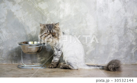 Gray striped Persian cat sitting and eat a food. Gray striped Persian cat sitting and eat a food. 30532144