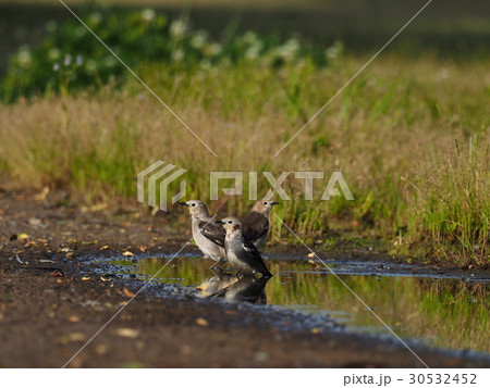 コムクドリ コムクドリ 30532452