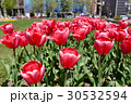大通公園のチューリップ 30532594