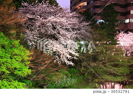 御殿山庭園夜桜 30532791