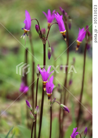 Pink Dodecatheon 30533023