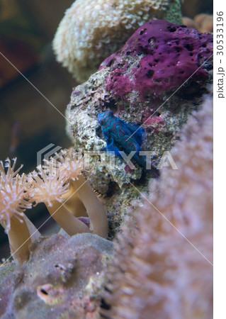 Mandarinfish in marine aquarium 30533196