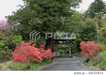 赤城神社松並木とヤマツツジ 赤城神社松並木とヤマツツジ 30533875